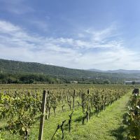  Man muss in den Weinbergen arbeiten
