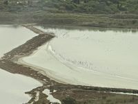 ...und Flamingos
