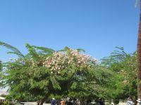 Wunderschöner Baum vor dem Tempel