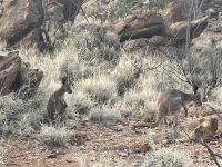 Botanischer Garten Alice Springs