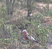 Botanischer Garten Alice Springs