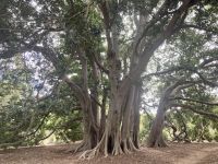 Botanischer Garten Adelaide 