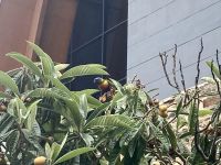 Botanischer Garten Adelaide 