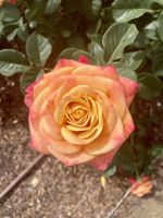 Botanischer Garten Adelaide 