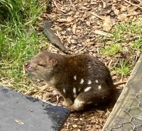 Tüpfelbeutelmarder