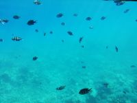 Das Meer voller Leben 