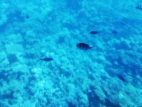 und die bunten Fische 