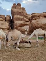 wenn der Toyota nicht mehr fährt, taugt die Ladefläche noch als Futtertrog...