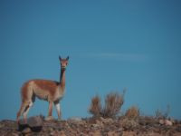 Vicuña