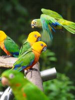 Vogelpark Iguazu