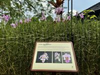 3. Reisetag – Stadtrundfahrt in Singapur – Nationaler Orchideengarten