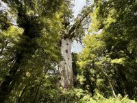 5. Reisetag – Von Auckland nach Paihia – Waipoua Kauri Forest – Tane Mahuta, der Herr des Waldes