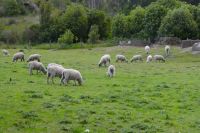 saftiges Grün für die Wolle