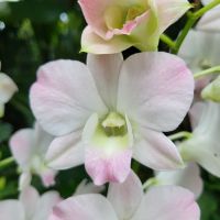 Rundreise Neuseeland // Orchideen-Garten in Singapur