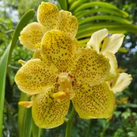 Rundreise Neuseeland // Orchideen-Garten in Singapur