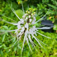 Rundreise Neuseeland // Orchideen-Garten in Singapur