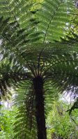 Rundreise Neuseeland // Besuch im Kauri-Wald bei Tane Mahuta