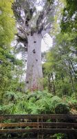 Rundreise Neuseeland // Besuch im Kauri-Wald bei Tane Mahuta