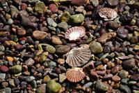 Jakobsmuscheln am Strand