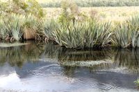 Ufer des Spiegelsees