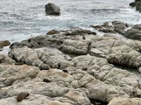 12. Reisetag – Von Wellington nach Kaikoura – Fotostopp am Ohau Point Lookout bei den Pelzrobben