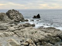 12. Reisetag – Von Wellington nach Kaikoura – Fotostopp am Ohau Point Lookout bei den Pelzrobben