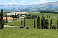 es grünt so grün....