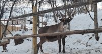 Rentiere vor Ort