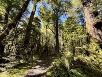 16. Reisetag – Vom Milford Sound nach Queenstown – Rückfahrt nach Te Anau – Lake Gunn Nature Walk