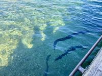 18. Reisetag – Von Queenstown zum Fox-Gletscher – Aale im Lake Wanaka