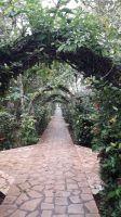 Der Weg zu den Bungalows im Hotel