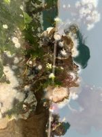 Kaltwasserkorallen in Ålesund