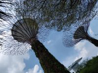 Super Trees von unten, Singapur