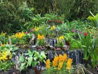 Orchideen-Garten, Singapur