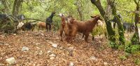Ziegenherde im Naturreservat Ajloun