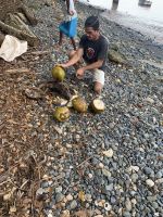 Es gibt leckere Kokosnüsse