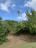 Palme mit zwei Stämmen