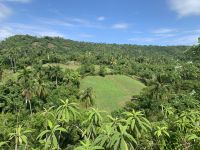 Palmenlandschaft in Ostkuba