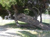 verschlungene Lebenspfade