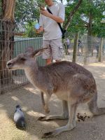 Sydney - Featherdale Wildlife Park