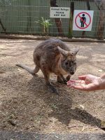 Sydney - Featherdale Wildlife Park