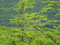 Wanderung zum Huemul-Gletscher