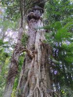 Cairns - Skyrail