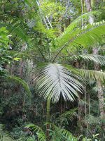 Cairns - Mossman Gorge