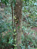 Cairns - Mossman Gorge