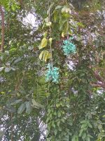 Cairns - Rainforest Station
