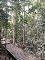 Dschungelwanderung in Taman Negara Nationalpark