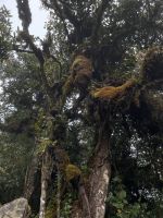 Mossy Forest 