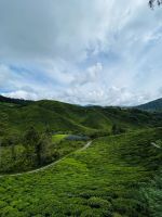 Teeplantagen in den Cameron Highlands