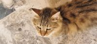 Rundreise Zypern // Heilige Tiere auf Zypern - Katzen